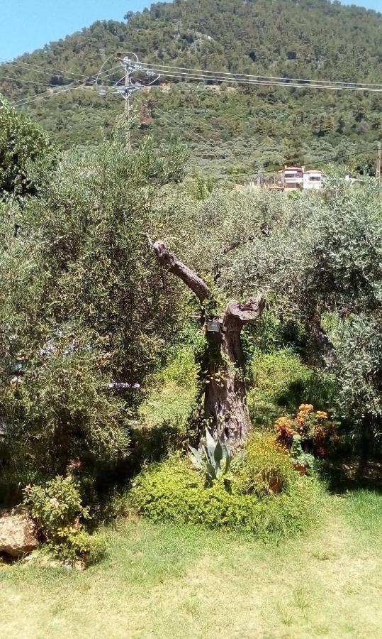 Olive Garden Villas And Apartments Χρυσή Αμμουδιά Εξωτερικό φωτογραφία