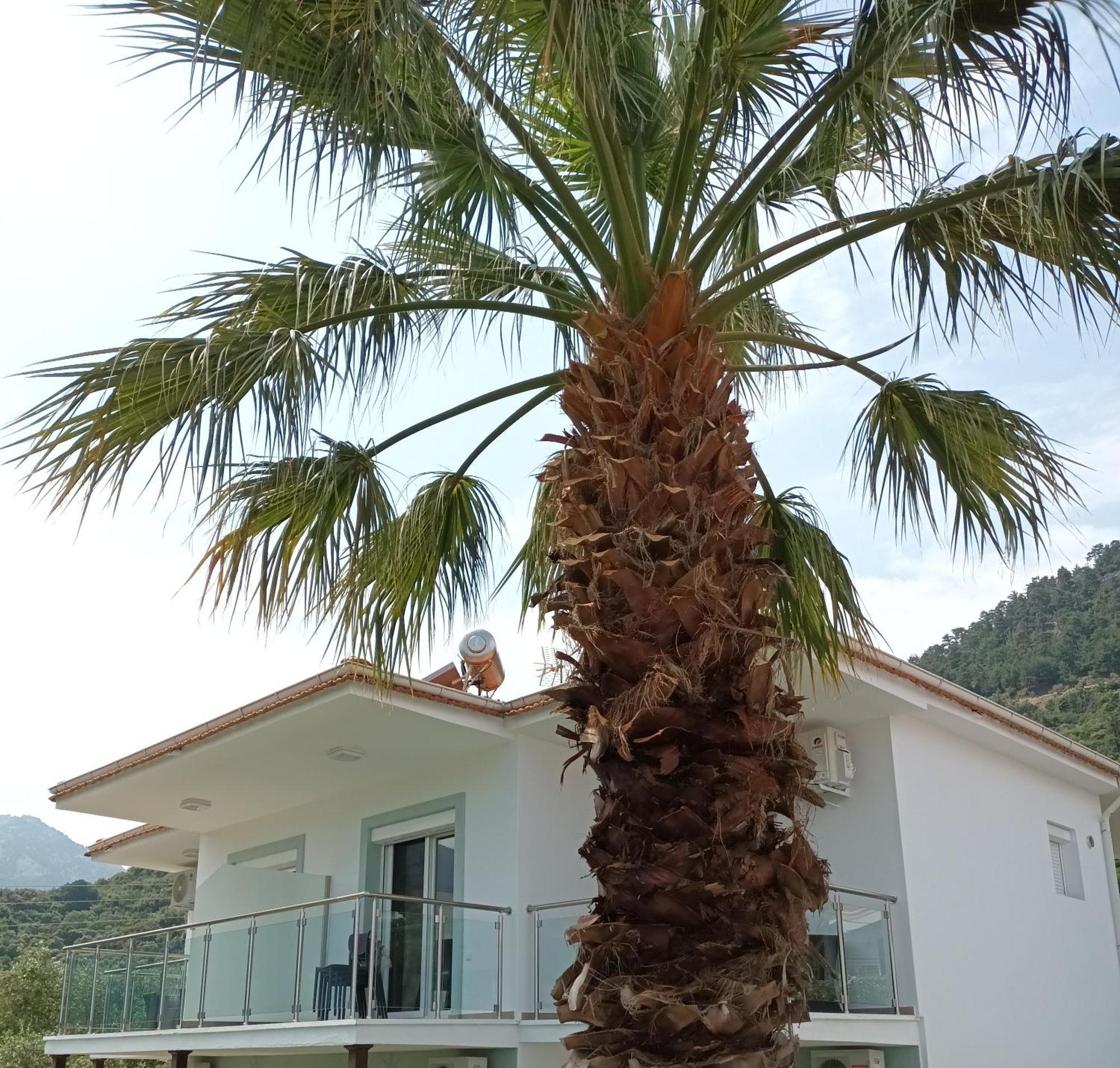 Olive Garden Villas And Apartments Χρυσή Αμμουδιά Δωμάτιο φωτογραφία